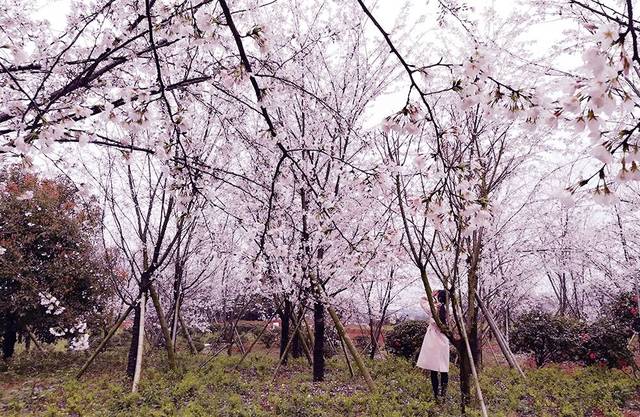 侦探克罗伊特 视频海报