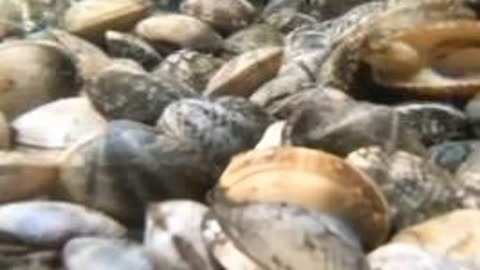 哥斯拉X摩斯拉X机械哥斯拉：东京 视频缩略图