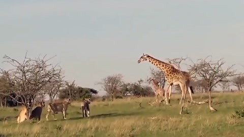 他马克老板 视频缩略图