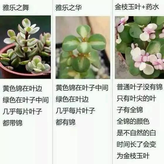 偷家派对 视频缩略图