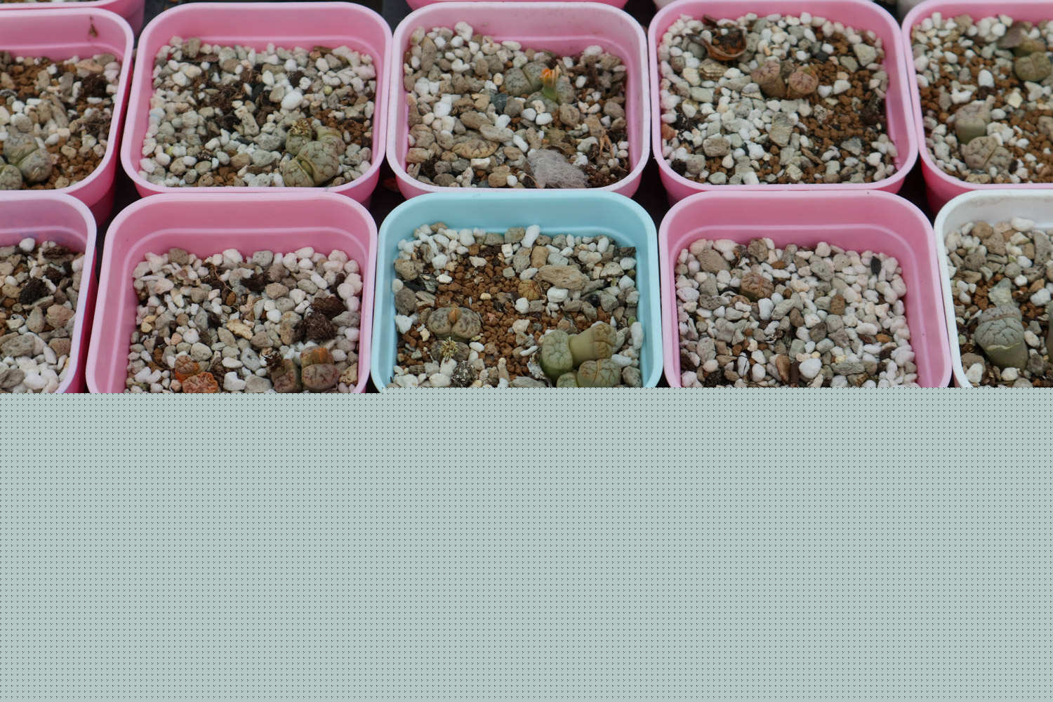 何者 视频缩略图