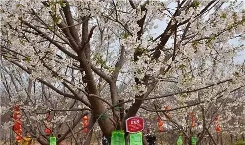 嗜血狂蜂 视频缩略图