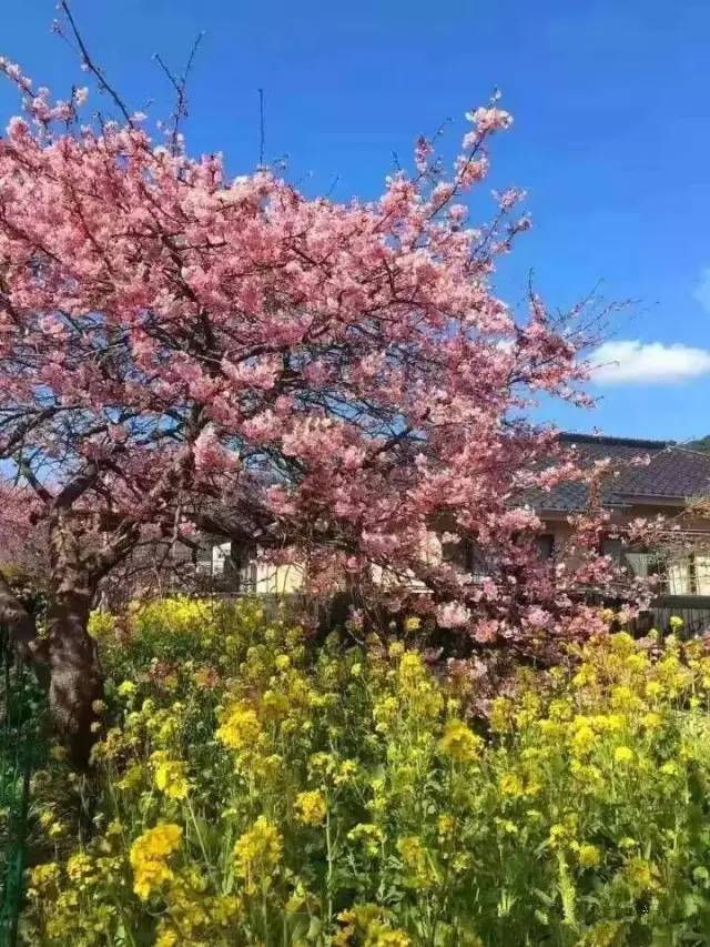 你玩什么？ 视频缩略图