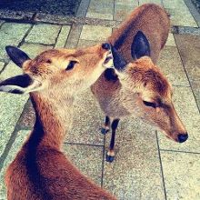 伏妖·诛魔镜(国语版） 视频缩略图