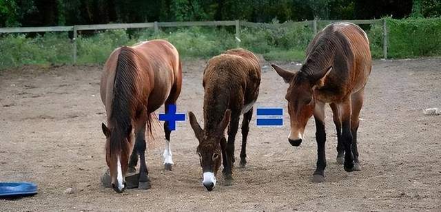 回魂夜（国语版） 视频缩略图