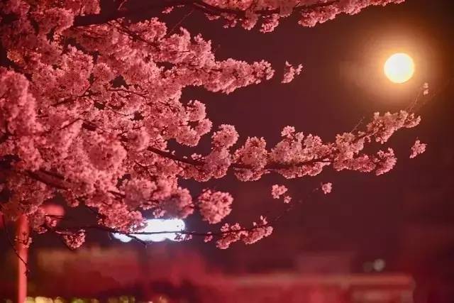 一个烂赌的传说 视频主图