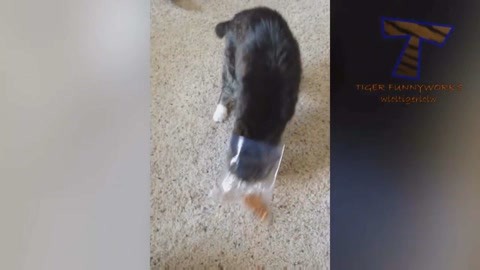 冷酷无情 冰咖啡毒杀案 视频缩略图