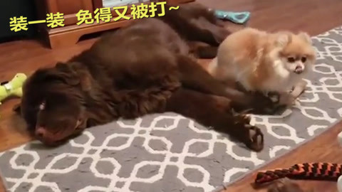 侠僧探案传奇之开封府 视频海报