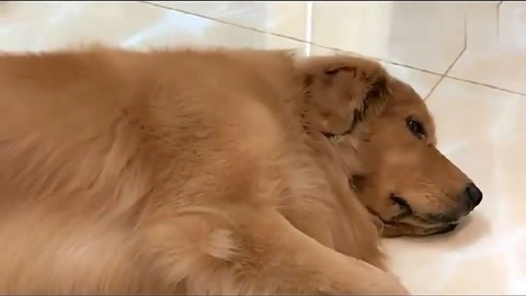 在他的阴影下 视频缩略图