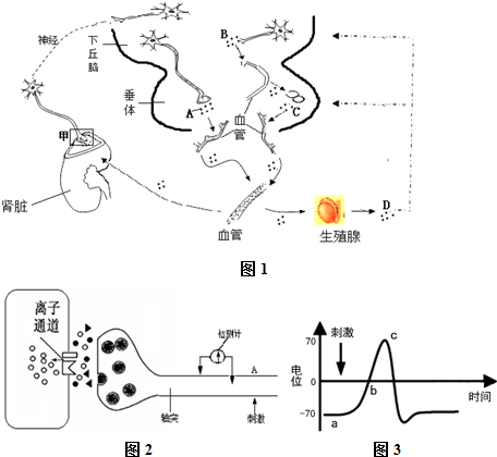 侠盗王子罗宾汉 视频缩略图
