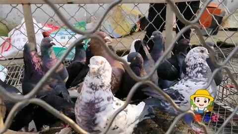 只有我没有猫 视频缩略图