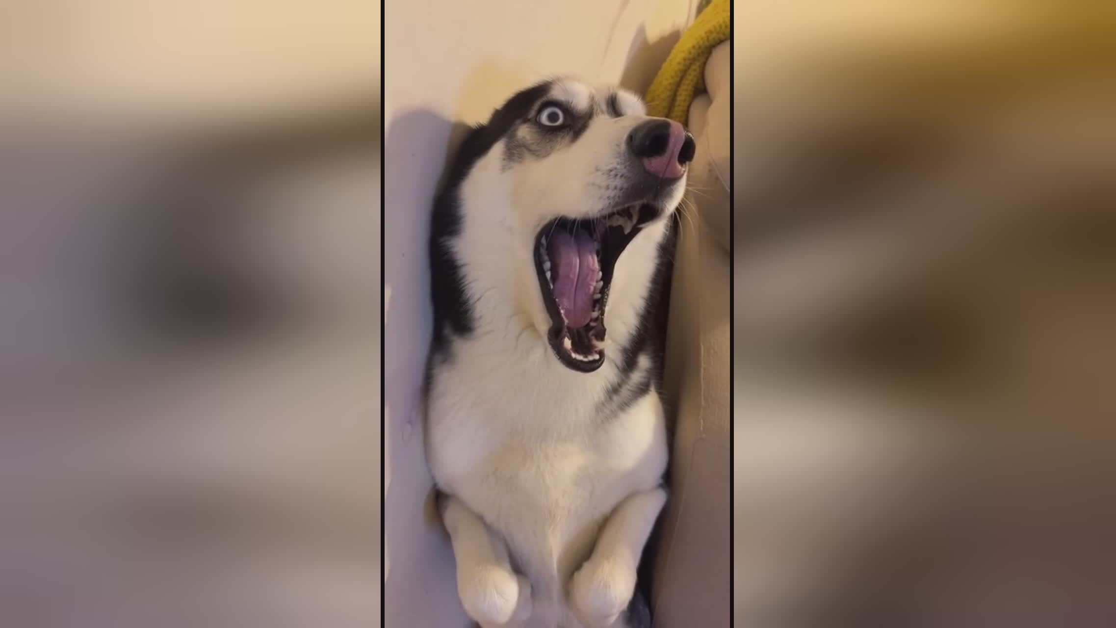 冲出逆境 视频缩略图