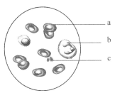 嗜血狂蜂 视频缩略图